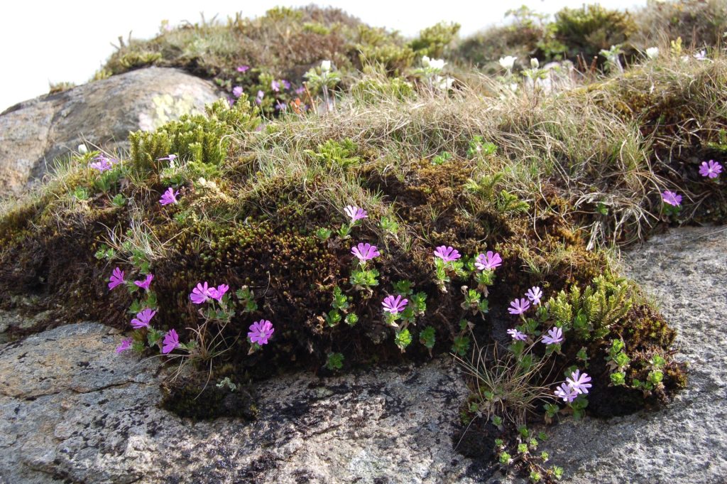Primula minima w Karkonoszach